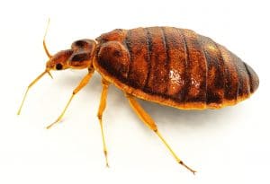 Lifelike 3D rendering of a bedbug.  Includes clipping path!Created in modo 401 &amp; ZBrush.