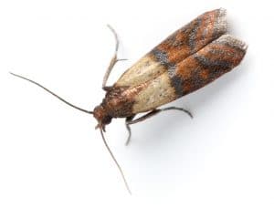 Moth Plodia InterpunctellaSimilar Images: