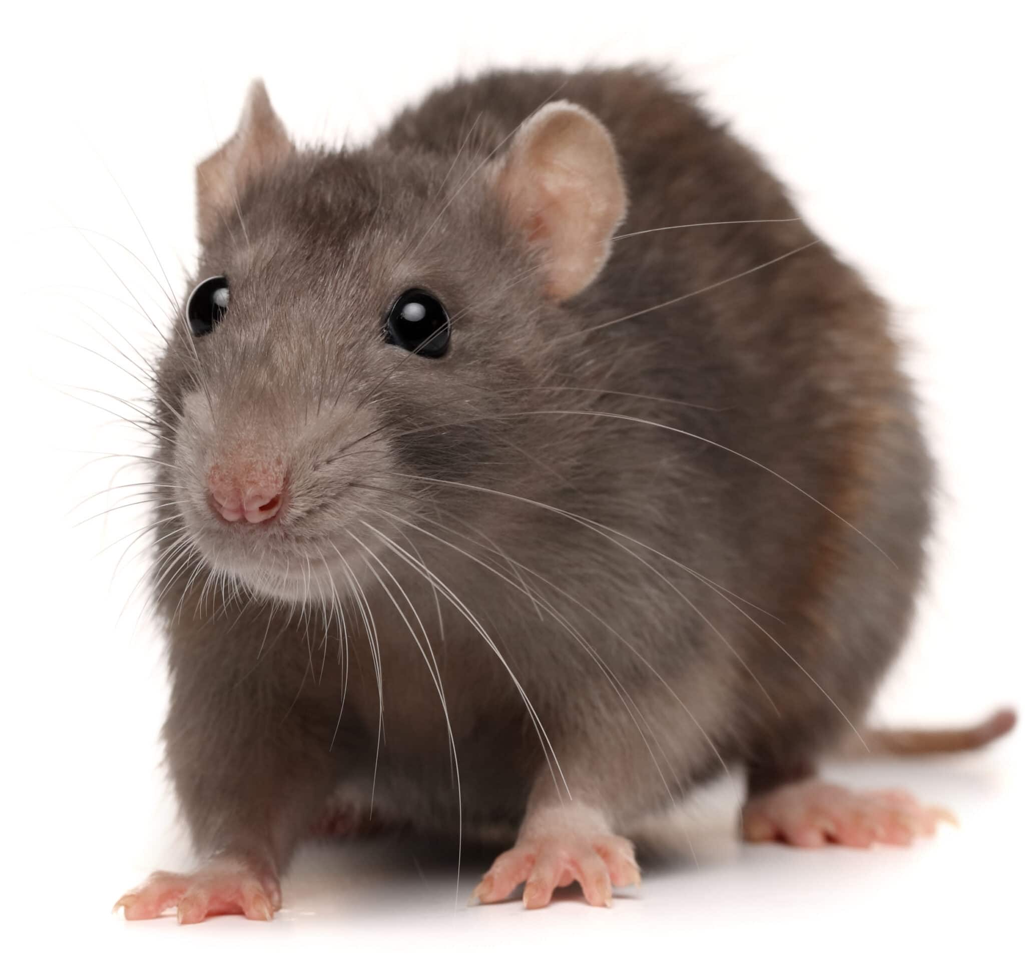 Hare Rytmisk bagværk Sikringsaftale mod rotter - Dansk Skadedyrskontrol