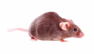løfte stå på række Bedøvelsesmiddel Sikringsaftale mod mus - Dansk Skadedyrskontrol