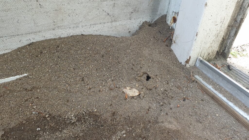 Myrer har gravet sig op gennem gulvet i et drivhus