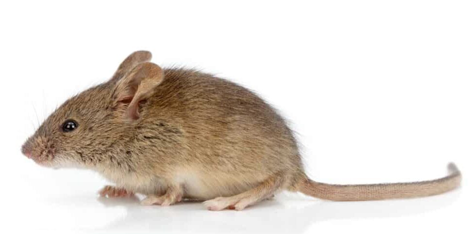 Side view of a house mouse (Mus musculus)